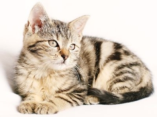 castration du chat
